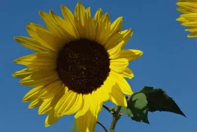Sonnenblume