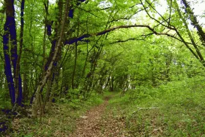 פאזל של Natura Verde