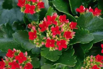 פאזל של (121) Flores