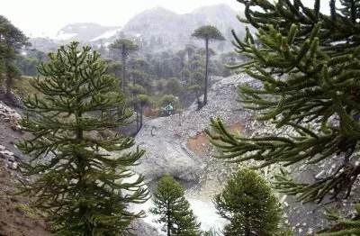 פאזל של araucarias neuquinas