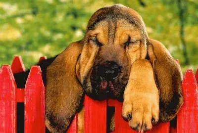 (123) Cachorro jigsaw puzzle