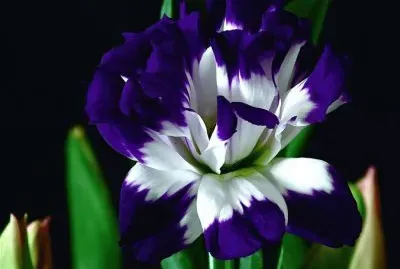 imagens jigsaw puzzle