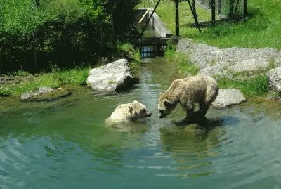 BÃ¤ren Tierpark Goldau