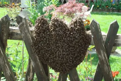 Bienenschwarm jigsaw puzzle