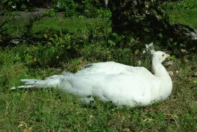 Trauttmannsdorf weisser Pfau jigsaw puzzle