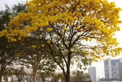 ARVORE AMARELA