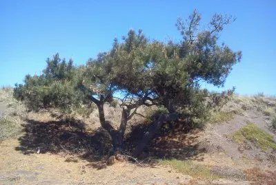 פאזל של Paisaje