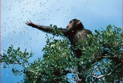 CHIMPANCE jigsaw puzzle