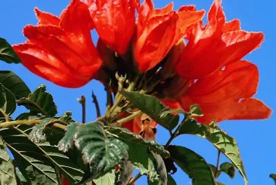 afrikanischer tulpenbaum jigsaw puzzle