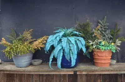 blauer farn jigsaw puzzle