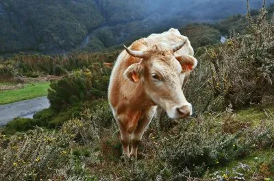 die grasdame jigsaw puzzle