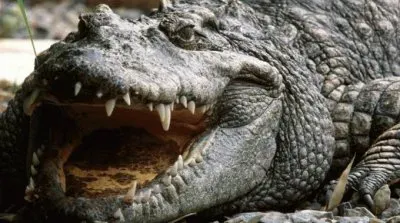 Alligator