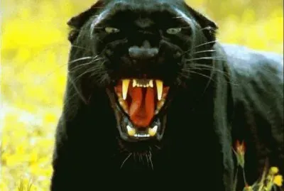 Black Panthera jigsaw puzzle