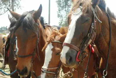 פאזל של Fotos de animais de conhecidos e familiares