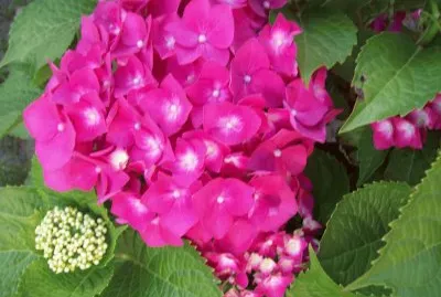 naturaleza jigsaw puzzle