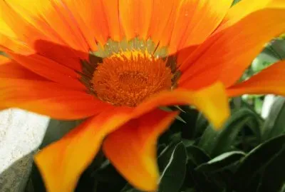 flores jigsaw puzzle