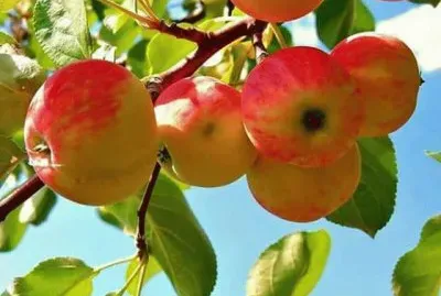 פאזל של imagens