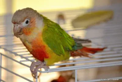 Conure Parrot jigsaw puzzle