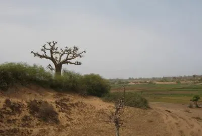 Baobab jigsaw puzzle