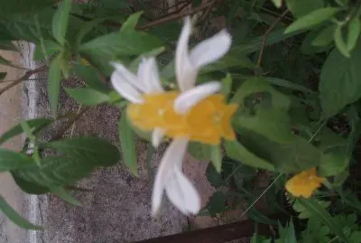 flor