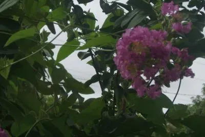 flor4