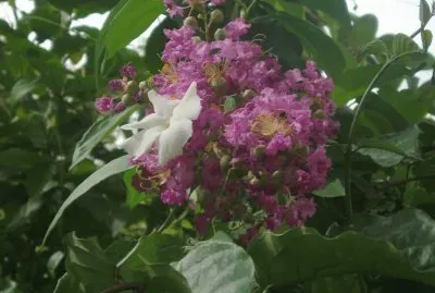 flor4