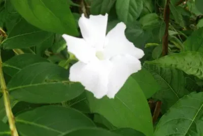 flor5