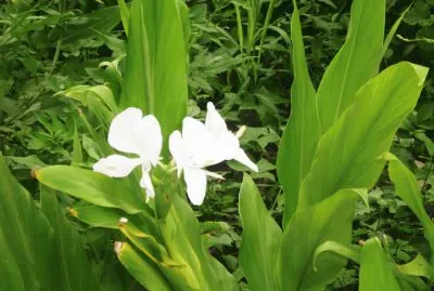 flor6