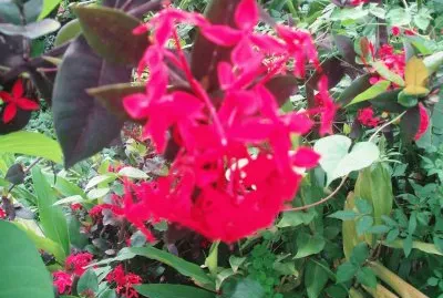 flor7