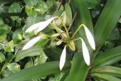 flor8