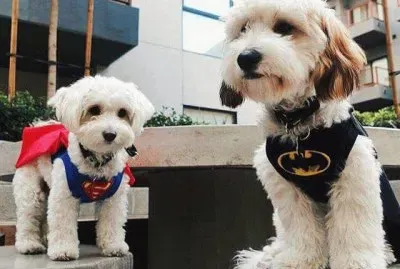 (128) Cachorrinhos