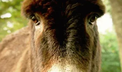 here 's looking at you jigsaw puzzle