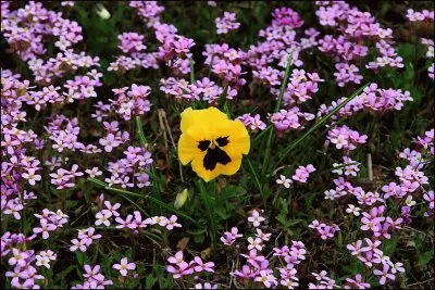 פאזל של primavera