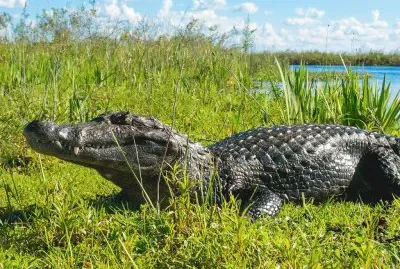 yacarÃ© del IberÃ¡ jigsaw puzzle
