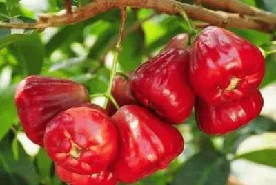 פאזל של imagens