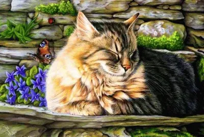 gato