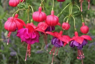 פאזל של (133) Flores