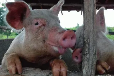 Mascotas del Rancho. Morcilla y Tocino