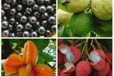 פאזל של Frutas