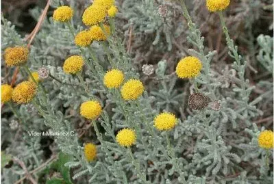 abrotano