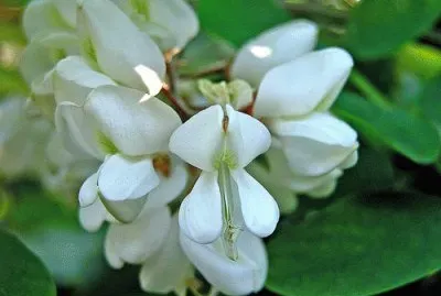 acacia