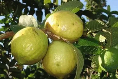 פאזל של Goiaba