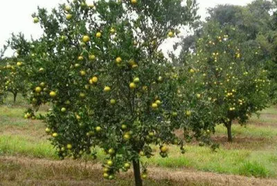 פאזל של Mexirica