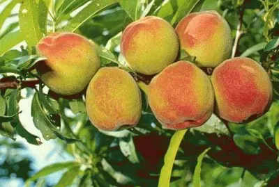 פאזל של PÃªssegos