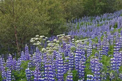 island jigsaw puzzle