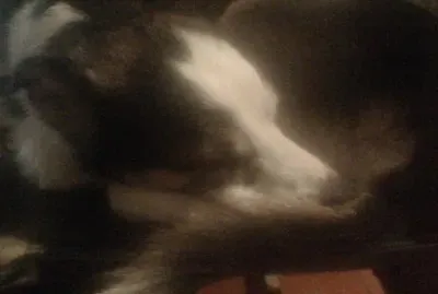 Ãngel jigsaw puzzle