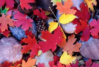 nn nn nn nnnn  nnnn jigsaw puzzle