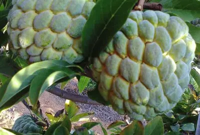 פאזל של imagens