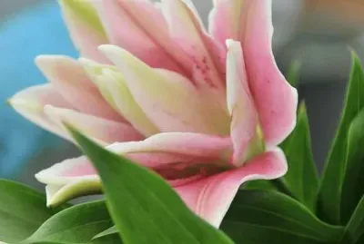 imagens jigsaw puzzle