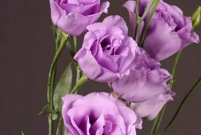 imagens jigsaw puzzle